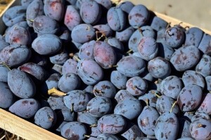 52. Sajam šljive u Gradačcu