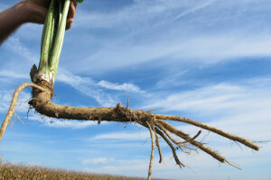 Tražite isplativu kulturu? Sadite hren!