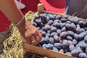 52. Sajam šljive u Gradačcu