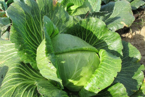 Završila sezona kiseljenja kupusa