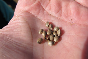 Ekološki uzgoj donedavno zabranjene biljke