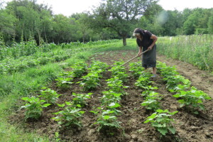 Jelka Zubović iz Trnave