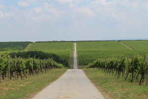 Vinska cesta Banovo brdo