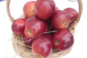 Zasad jabuka u "Podunavlju" u Čelarevu