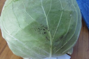 Kupusijada deo slow food-a