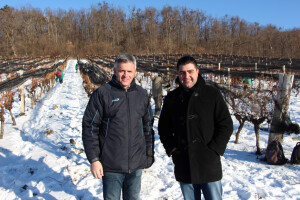 Ledena berba 2017. u Kutjevu