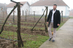 Organska proizvodnja malina