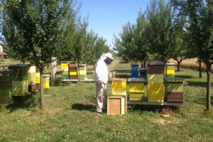 Hobistička ljubav prema pčelama