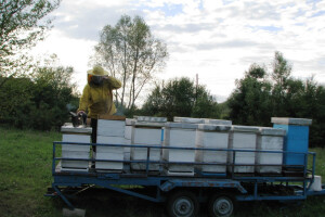 Pčele ministra Dane Maleševića