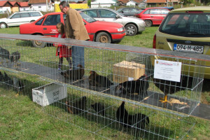 Nove pasmine kokoški