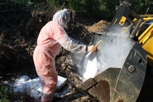 Ukopavanje svinja oboljelih od ASK