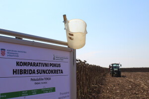 Komparativni pokus hibrida suncokreta na pokušalištu FAZOS-a