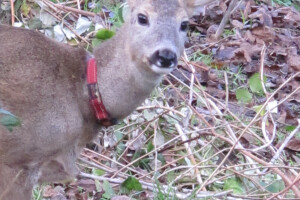 Lane Mazuljka je pronašlo novi dom