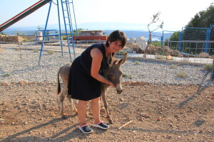 Primorsko-dinarski magarac na OPG Sussane Lucić