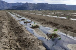 Sadnja lubenica, dinja i tikvica u dolini Neretve