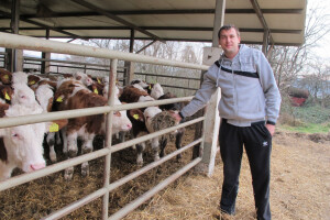 Tov teladi - isplativa grana poljoprivrede