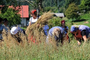 Žetva zobi u Gorskom kotaru na tradicijski način