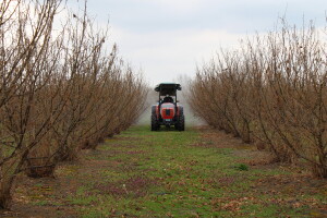 Atomizer Martignani u nasadu Baranjskih lješnjaka