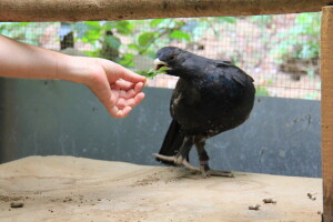 Zaštita tetrijeba gluhana