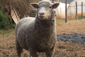 Dvadesetdevetogodišnji Nemanja Marjanović četiri godine se bavi ovčarstvom