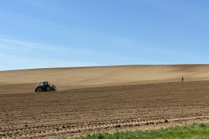 Belje obnavlja vinograde