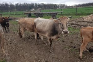 Buša