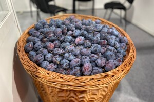 Jubilarni 50. Sajam šljive u Gradačcu