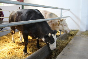 Izložba životinja na poljoprivrednom sajmu u Novom Sadu