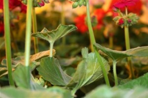 Detalji na 16. Osječkom proljetnom sajmu