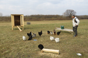 Branko Kurtović uzgaja kokoši pasmine orpington na otvorenom