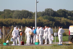 Eutanazija svinja na farmi Sokolovac