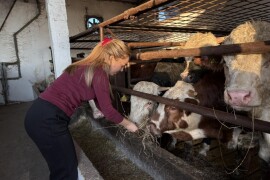 Tov bikova i svinja na gazdinstvu Gajić