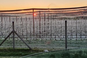 Spašavanje voćki od mraza na plantaži Domagoja Škobića