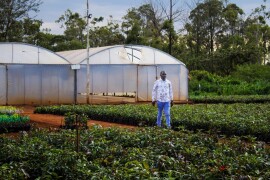 Proizvodnja kafe u Keniji