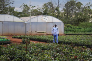 Proizvodnja kave u Keniji