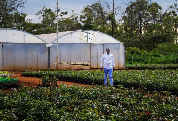 Proizvodnja kave u Keniji