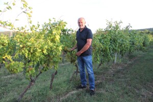 Vinarija Pavlomir Miroslava Palinkaša