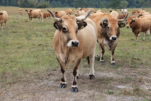 Aubrac goveda na Farmi Lužak