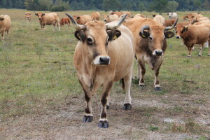 Aubrac goveda na Farmi Lužak