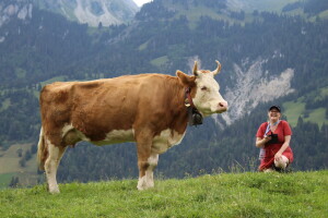 Švicarska, zemlja vrijednih ljudi, pitoresknih krajolika i sretnih krava