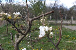 Jabuke nakon noćašnjeg mraza