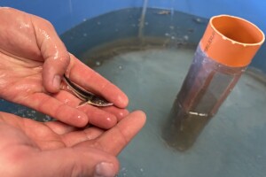 Zelenim mrijestilištem do očuvanja autohtonih vrsta riba