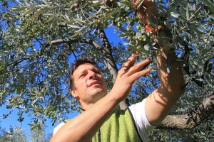 Inovativna berba maslina na OPG-u Chiavalon