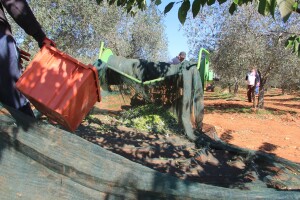 Berba maslina na OPG Matteo Belci