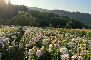 OPG Novosel Gornja Stubica