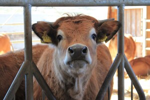 Natura Beef d.o.o. Mladena Kušekovića