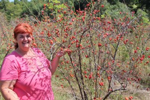 Berba šipka na OPG Zelenika