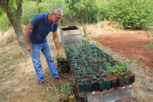 Šime Martinović uzgaja divlje šparoge