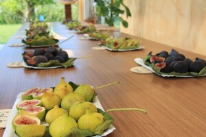 1. rovinjski Dani smokava