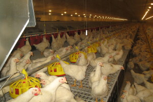 Proizvodnja pilića - posao u kome bi imalo mesta na tržištu!